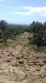 Terrain 2700 proche hammamet centre forssaaaaaa
