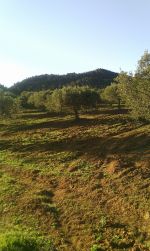 Ferme de 5 hectares oliviers à mziraa 15km à hammamet