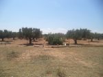 Beau terrain de 310 à hammamet sud