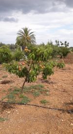 1 hectare en face hammamet su hectare en face hammamet sud