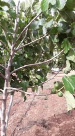 1 hectare en face hammamet sud