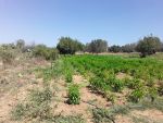 900 m a ben weail a 47md