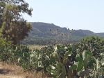 Terrain 900 m a ben weail a 47md a