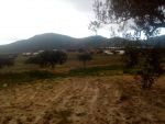 Hectar agricole pres de centre ville