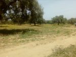 3000 m a 75md a la compagne de hammamt