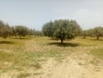 A vendre 3000 m a 10 min de hammamt