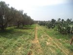 Terrain agricole de 5000 à ben wael