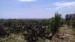 Terrain agricole de 2700 près de hammamet centre ville