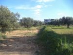 Beau lot de 553m² à menchar hammamet