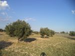 Super terrain agricole de 19200m² avec 200 oliviers