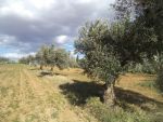 Superbe terrain de 2600m² avec 15 oliviers