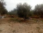 1000 m a hammamt sud a vendre