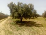 3000 m a 10 min de hammamt a vendre
