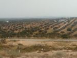 1000 m avec belle vu mer a hammamt cote sud