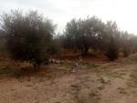 Terrain 3 min de hammamet sud