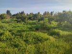 Terrain agricole arboré a nabeul