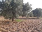 Terrain agricole 800 m² à 15 min de yasmine hammamet