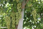 Propriété agricole a soliman