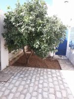 Villa style americain de 400 à kantaoui