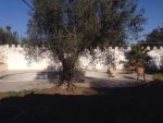 Villa avec piscine de 1600 à hammamet nr
