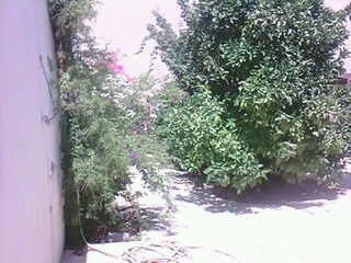 jardin