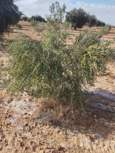 أرض زيتون للبيع ب عقارب