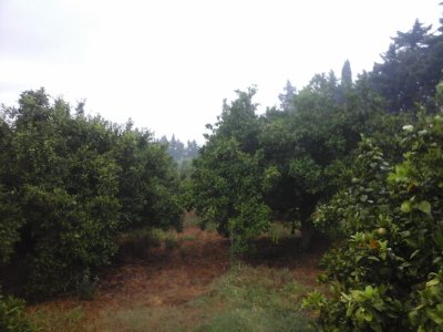 Ferme Agricole de 11 hectares à Soliman
