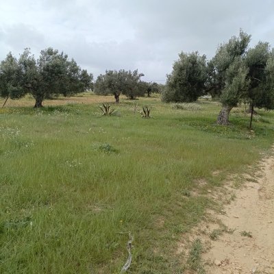AV terrain de 290m à 29MD proche yasmine hammamet 99958728