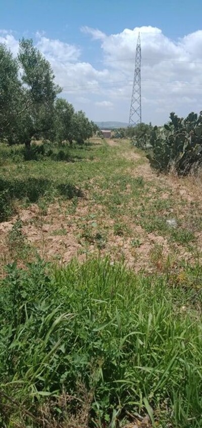 terrain agricole de 2 hec sidi saaid bouficha