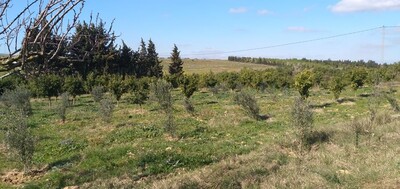 nabeul terrain agricole cloturé a deux hec 7000 m
