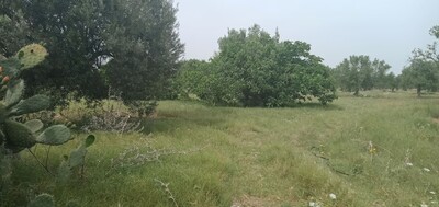 sidi saaid bouficha un hec et 2500m avec 60olivier