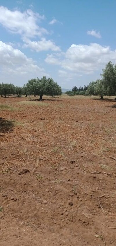 a sidi saaid bouficha terrain agricole de 1hec et 8000m