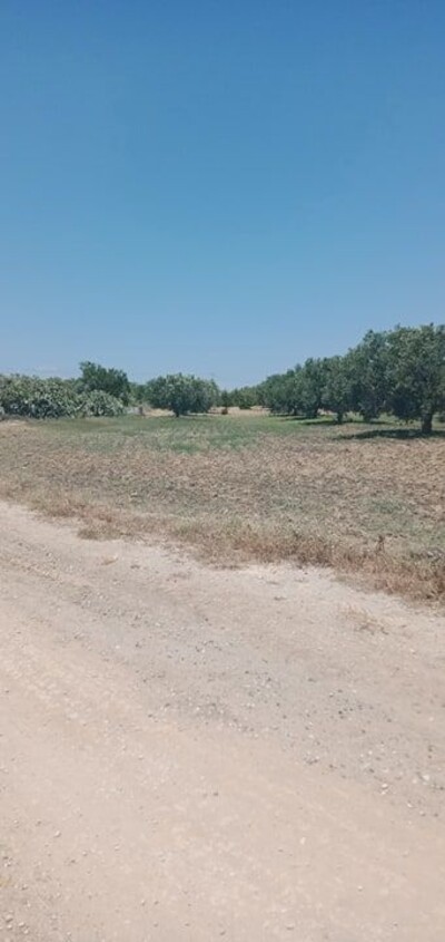 sidi saaid bouficha terrain agricole de un hectare avec 60 oliv