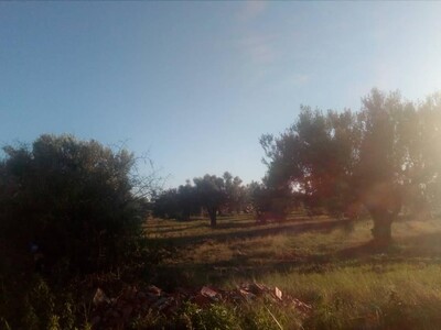 a bouficha prés de la route G entre bouficha et Ain Errahma