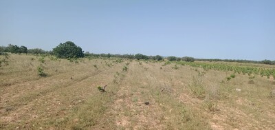 Terrain agricole de un hec et 1000m