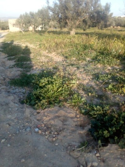 terrain de 2000m a bassbasia hamammet
