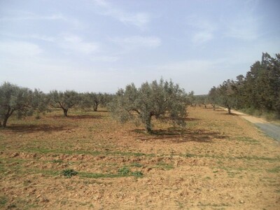 affaire terrain 1000m² à 60MD à hmmamet sud