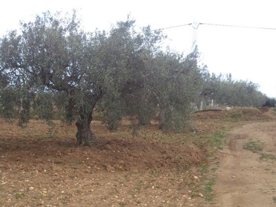 av hectare+5000m² zitoune à bouficha