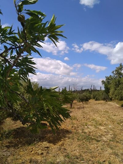 للبيع 3600م بالحمامات