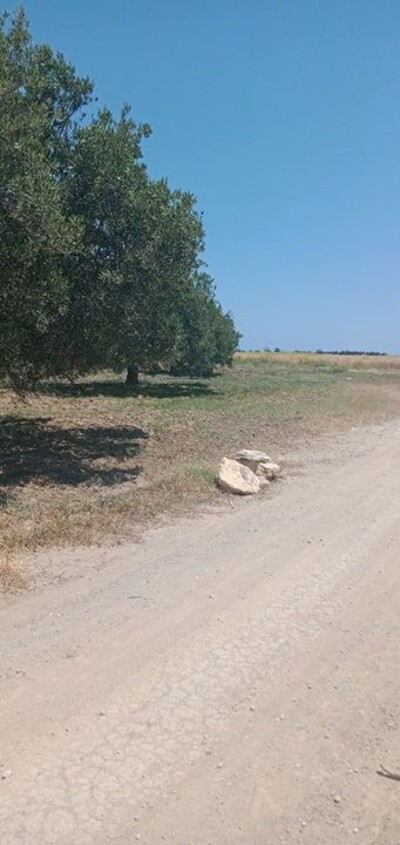 terrain agricole de un hectare avec 60 olivilers