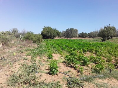 terrain de 900 metre