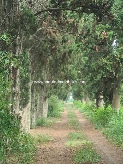 TERRAIN SOUMA Hammamet