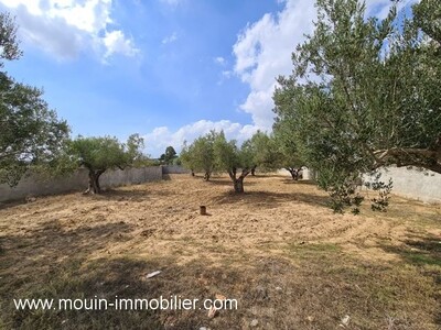 TERRAIN DINA Hammamet  Zone Theatre