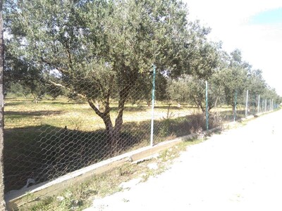 A vendre un terrain clôturé