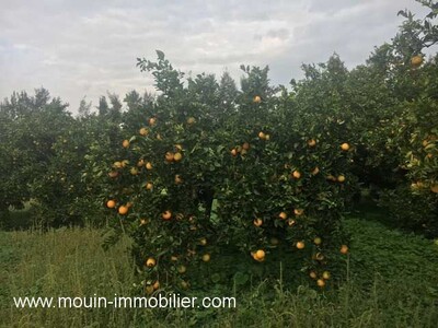 FERME GOBBA Menzel Temim Nabeul