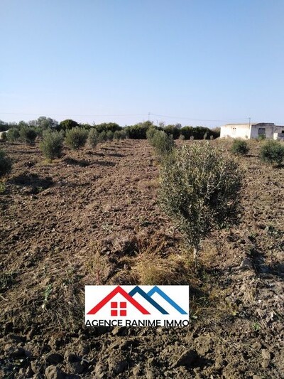 Petite ferme de 1 hect+2000 a el haouaria cap bon