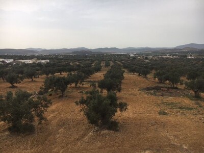 Villa Oedipe IIA AV à Hammamet Sud