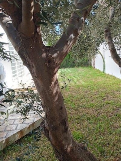 Appartement Badira Ba AL à Hammamet Nord