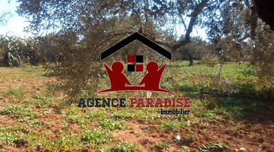 A Vendre Senya A SIDI BOU ALI