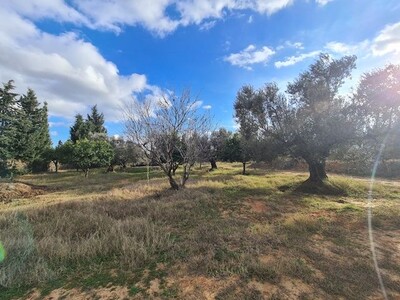 FERME SOULAYMA III Hammamet  Zone Craxi